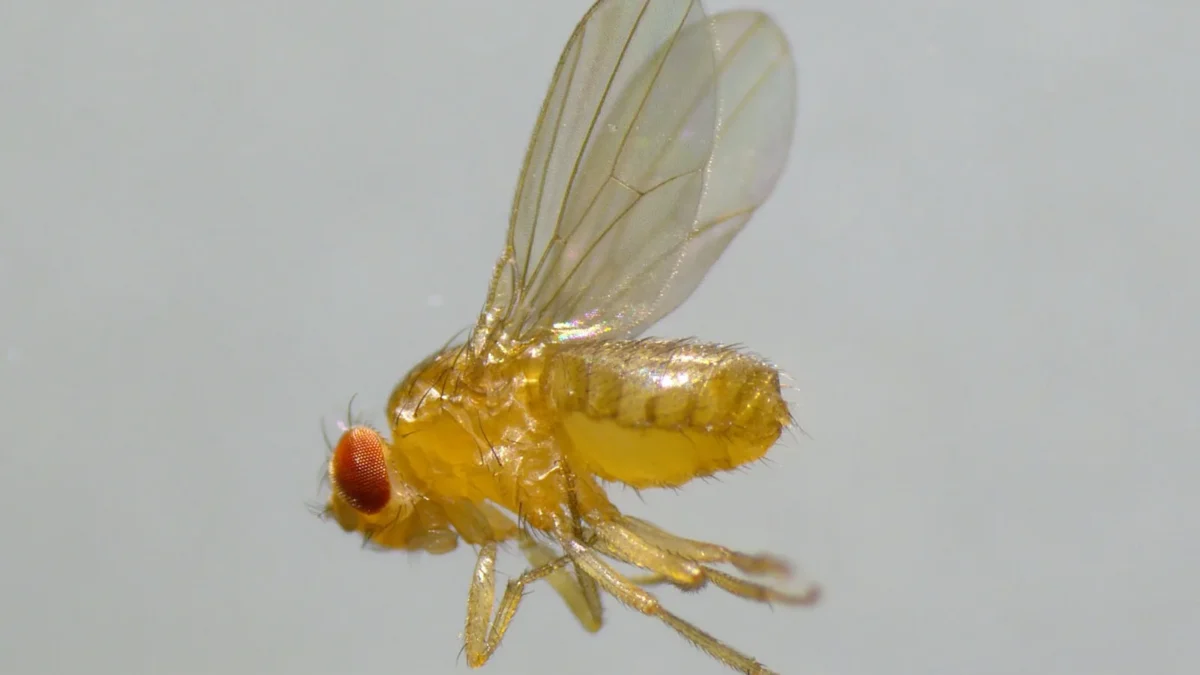 Google mapped a fruit fly brain, so engineers immediately made it play Doom 6,000 times